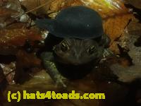 /home//u458753944/public_html/sourcegallery///////////////////////McKaig Nature Center/2024-09-29/P9291606.JPG